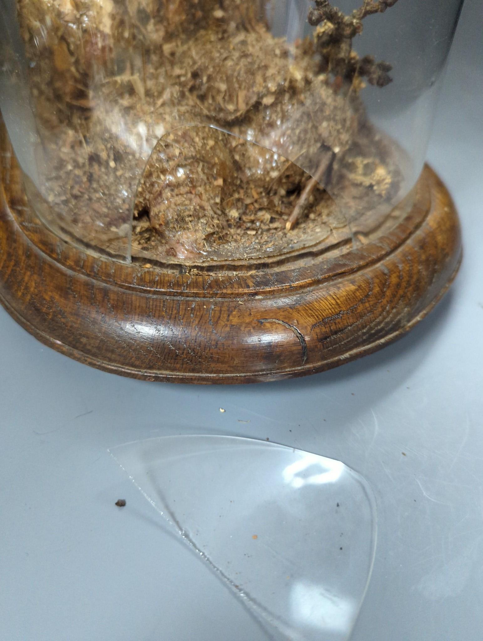 A taxidermy tawny owl under glass dome 48cm